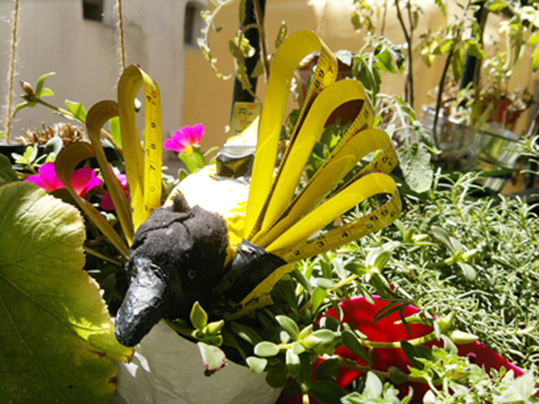 600_black-headed weaver