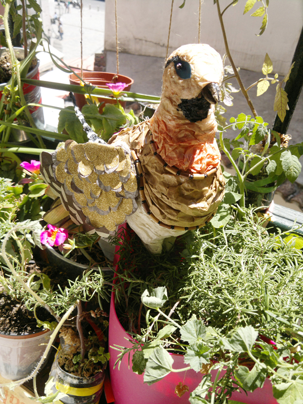 600_pin-tailed sandgrouse