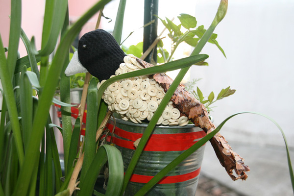 600_tricoloured munia