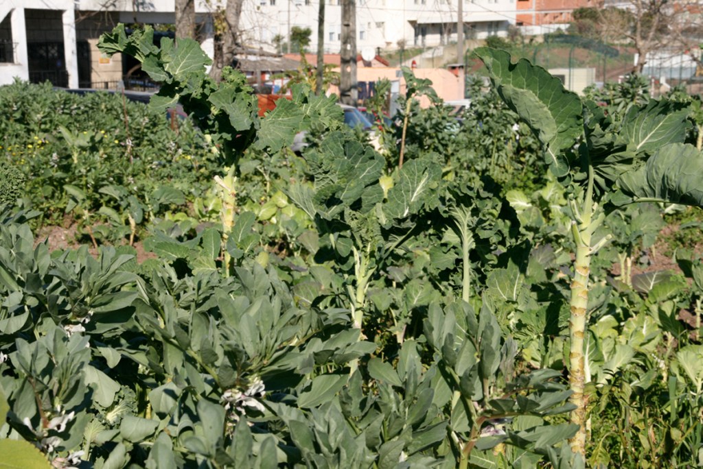 1200_110220_CovaDaMoura_couve