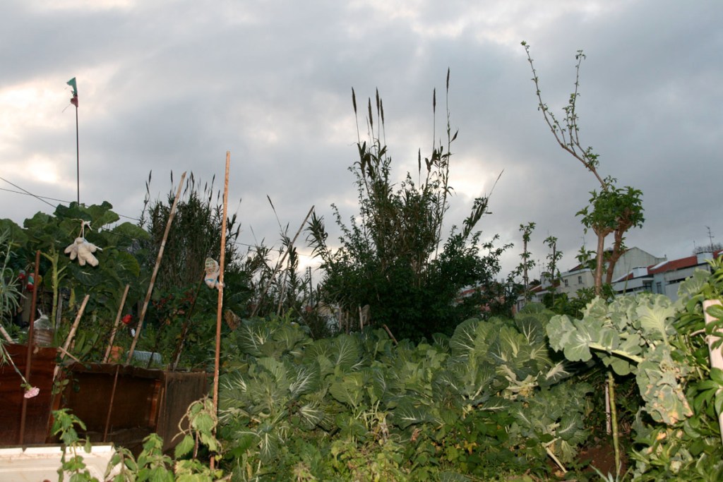 1200_110220_MouzinhoDeAlbuquerque5